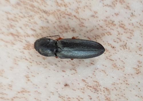 Cardiophorus sp.